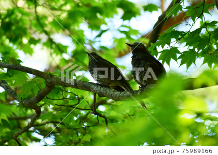 新緑の森のヒヨドリのペア 75989166