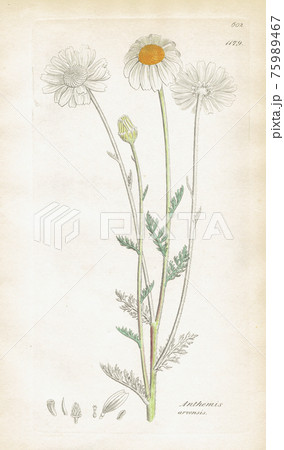 ボタニカルアート Anthemis arvensis 75989467