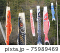 家族勢ぞろいした鯉のぼりの一家 75989469
