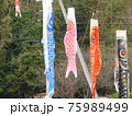 微風で泳ぐ鯉のぼりの兄弟姉妹 75989499