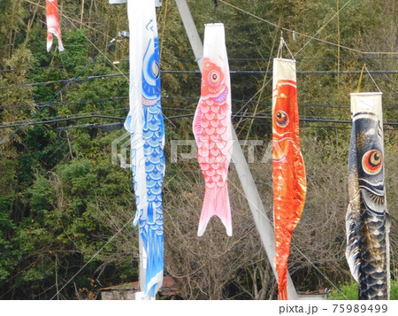 微風で泳ぐ鯉のぼりの兄弟姉妹 75989499