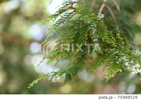 ヒノキ（桧）の花（雄花） 75989529