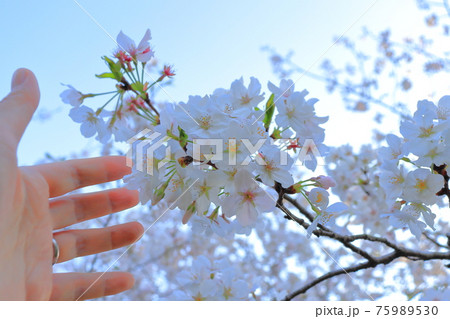 桜と手（左手） 75989530