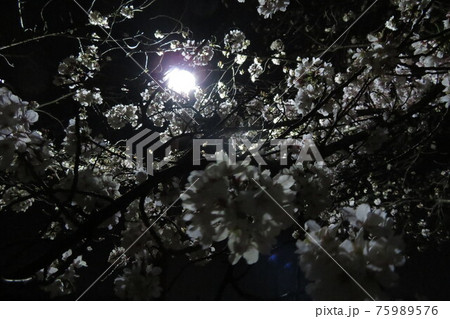 夜桜~街灯と共に~01 夜桜~街灯と共に~01 75989576