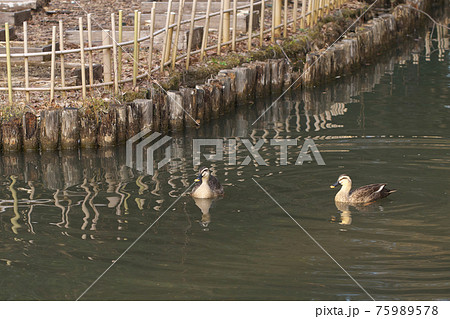 公園内の池に住むカルガモ 75989578
