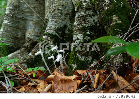 ブナの木の根本に生えているギンリョウソウの写真素材