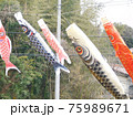 風に吹かれて気持ちよく泳ぐ鯉のぼり 75989671