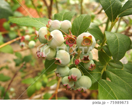 ブルーベリー　若い実　熟れる前　葉 75989673