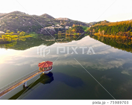 湖 貯水池 桜 75989703
