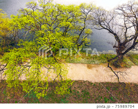 樹木 木 貯水池 75989704