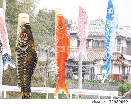 春の空に映える鯉のぼり 75989840