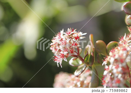 花が咲いた縁紅弁慶（フチベニベンケイ） or カネノナルキ 75989862