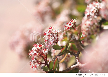 花が咲いた縁紅弁慶(フチベニベンケイ) or カネノナルキ 花が咲いた縁紅弁慶(フチベニベンケイ) or カネノナルキ 75989863