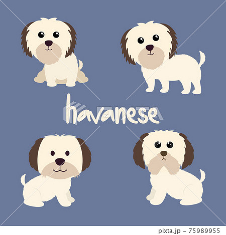 Set Character Animal In Various Poses Of Cute Havanese Dog Is Sitting, Sleep, and Jumping. Vector Illustration 75989955