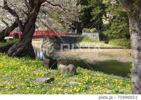桜 花筏 赤い橋 松岬公園 桜 花筏 赤い橋 松岬公園 75990051