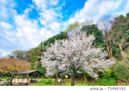 綾瀬市綾南公園の桜 75990192