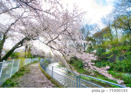 綾瀬市やぶね公園の桜 75990193