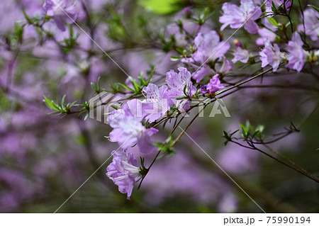 フジツツジ(藤躑躅)の花 フジツツジ(藤躑躅)の花 75990194