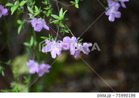 フジツツジ(藤躑躅)の花 フジツツジ(藤躑躅)の花 75990196