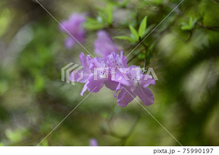 フジツツジ（藤躑躅）の花 75990197