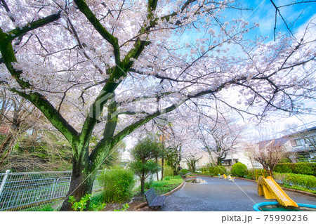 綾瀬市やぶね公園の桜 75990236