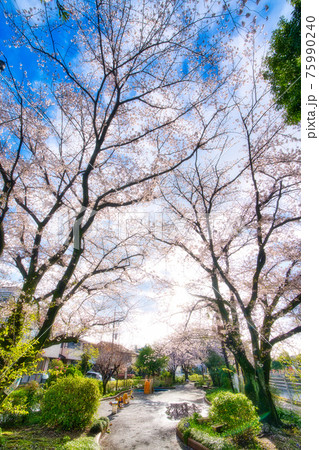 綾瀬市やぶね公園の桜 綾瀬市やぶね公園の桜 75990240