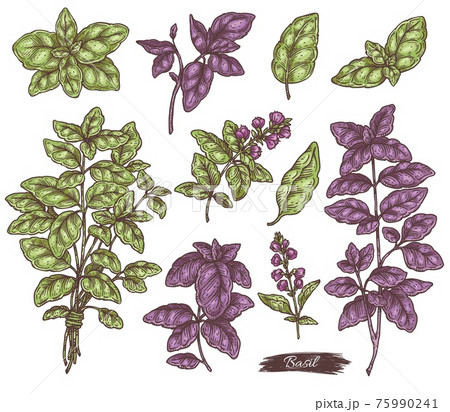 Vector set of plants aromatic basil with branches, leaves and flowers. 75990241