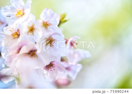 綾瀬市やぶね公園の桜 75990244