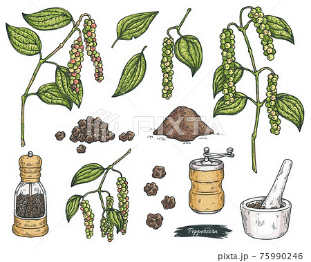 Set of black pepper seeds and grinders, engraving vector illustration isolated. Set of black pepper seeds and grinders, engraving vector illustration isolated. 75990246