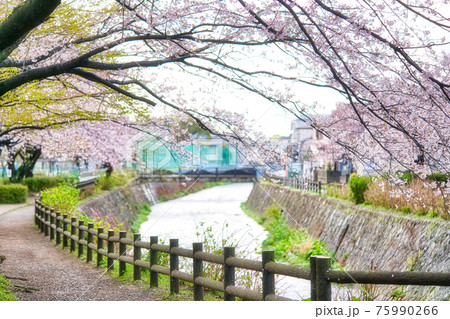 綾瀬市綾南公園の桜 75990266