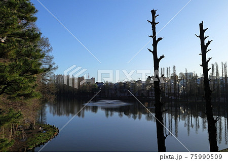 日本　さいたまの風景 75990509