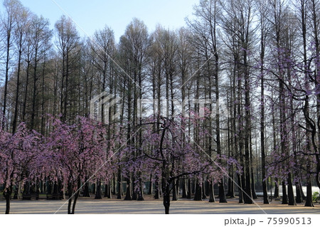 日本　さいたまの風景 75990513