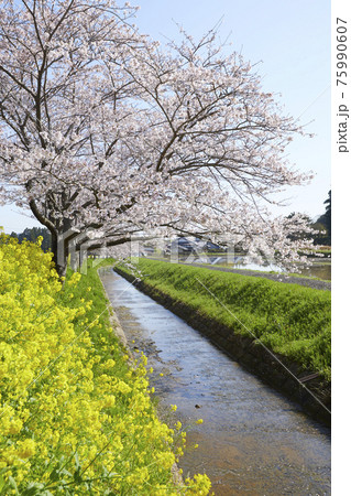 桜並木と川と菜の花 桜並木と川と菜の花 75990607