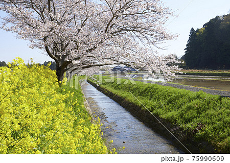桜並木と川と菜の花 桜並木と川と菜の花 75990609