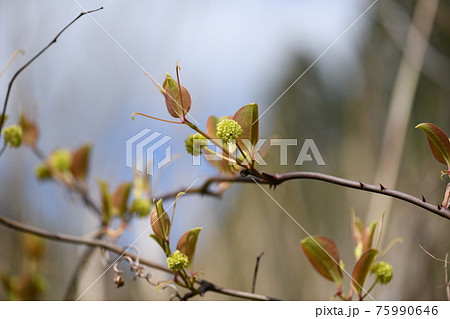 サルトリイバラ 猿捕茨 の花 雌花 の写真素材