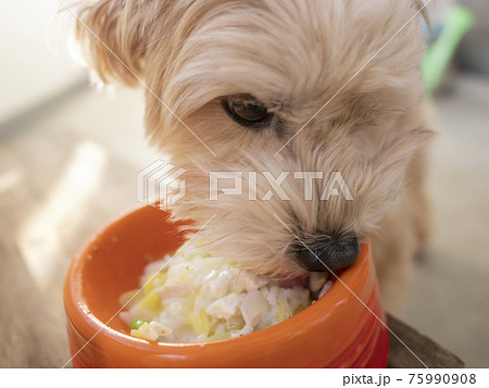 ドッグボウルに入った手作りの犬ごはんを食べる可愛い小型犬(マルプー) ドッグボウルに入った手作りの犬ごはんを食べる可愛い小型犬(マルプー) 75990908