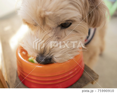 ドッグボウルに入った手作りの犬ごはんを食べる可愛い小型犬（マルプー） 75990910