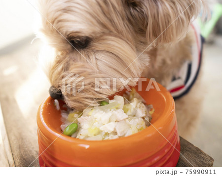 ドッグボウルに入った手作りの犬ごはんを食べる可愛い小型犬（マルプー） 75990911