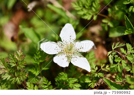 クサイチゴ(草苺)の花 クサイチゴ(草苺)の花 75990992