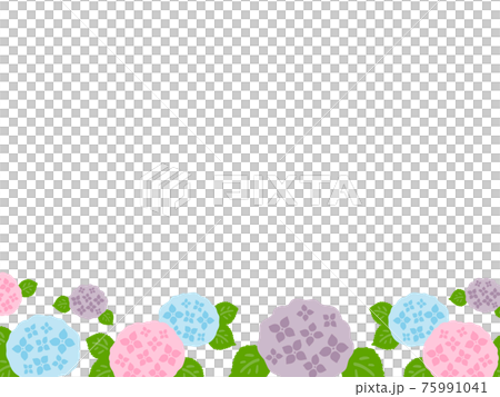 かわいい紫陽花のフレーム　アジサイ　夏（梅雨）／手書きイラスト 75991041