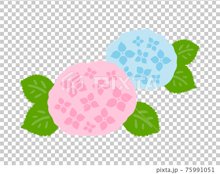 かわいい紫陽花 アジサイ 夏 梅雨 手書きイラストのイラスト素材