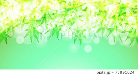 もみじ　新緑　暑中見舞い　背景 75991624