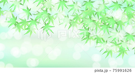 もみじ　新緑　暑中見舞い　背景 75991626
