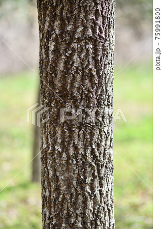 クヌギ（櫟）の樹皮 75991800