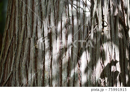 杉の表皮の背景素材 75991915