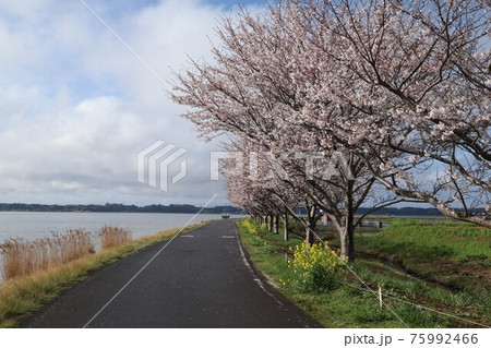 つくば霞ヶ浦りんりんロード、小美玉市大井戸湖岸公園の桜と菜の花 75992466