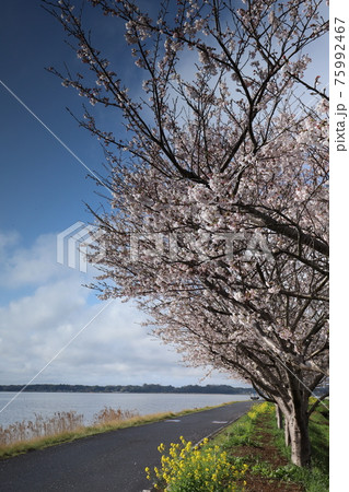 つくば霞ヶ浦りんりんロード、小美玉市大井戸湖岸公園の桜と菜の花 75992467