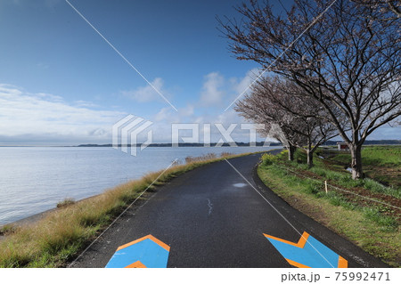つくば霞ヶ浦りんりんロード、小美玉市大井戸湖岸公園の桜と菜の花 つくば霞ヶ浦りんりんロード、小美玉市大井戸湖岸公園の桜と菜の花 75992471