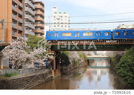 桜と青い京浜急行　横浜の街　神奈川県 75992610