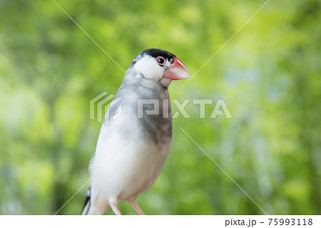 森の中の桜文鳥のオスの写真素材 [75993118] - PIXTA